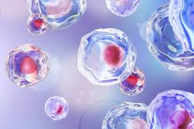 Scientists find new organelle “hemifusome”